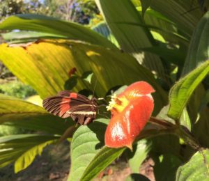 Papillon sur Psychotria elata - Eden jungle lodge - Bocas del Toro - Panama