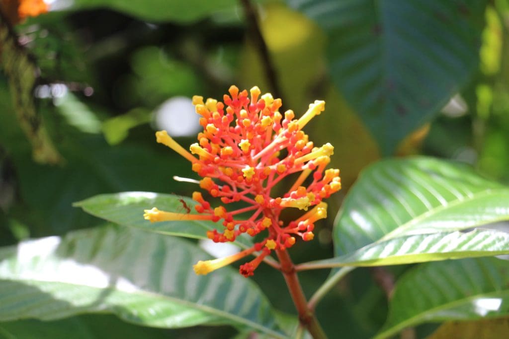 Eden Jungle Lodge- Bocas del Toro - Panama