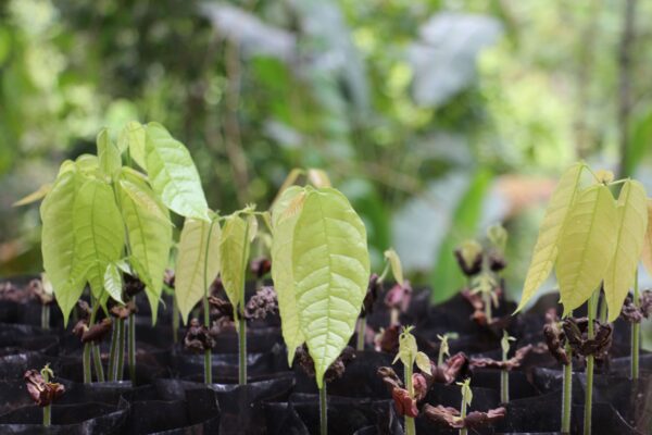 Plants de jeune cacaoyer - Eden Jungle Lodge - Bocas del Toro - Panama