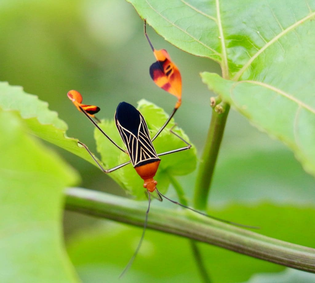 Anisocelis flavolineata -Eden Jungle Lodge Bocas del Toro photo Panama