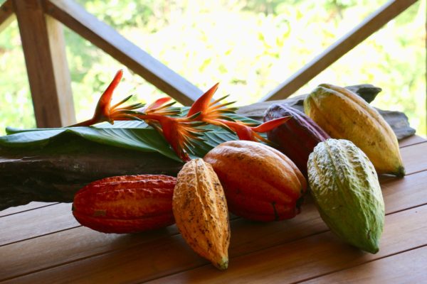 Cabosses de Cacao - Eden Jungle Lodge - Bocas del Toro - Panama