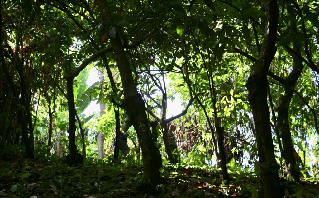 Plantation de cacaoyers - Eden Jungle Lodge- Bocas del Toro - photo Panama