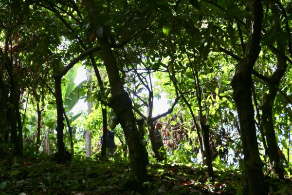 Plantation de cacaoyers - Eden Jungle Lodge- Bocas del Toro - photo Panama