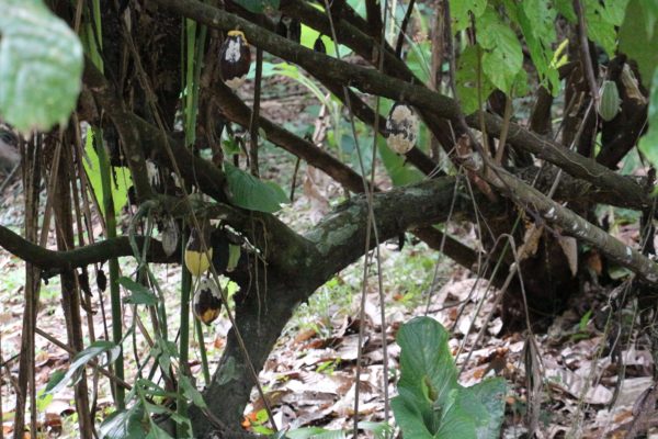 Plantation de cacaoyers - Eden Jungle Lodge- Bocas del Toro - Panama