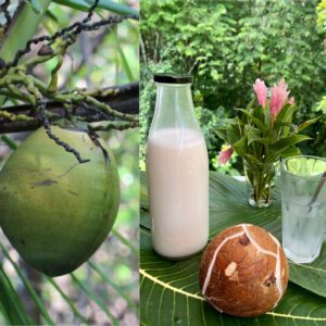 Coco- Lait de coco de la Finca Eden Jungle Lodge Panama