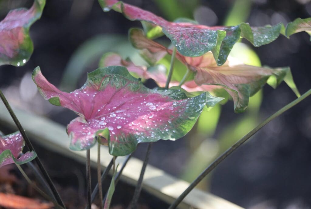 Caladium - Eden Jungle Lodge - Panama