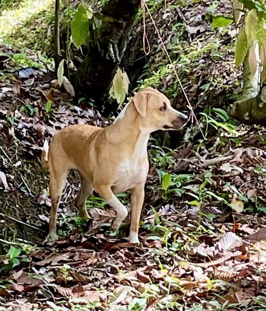 Chanelle - EJL- Panama