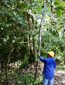 Récolte cacao - Eden Jungle Lodge - Panama