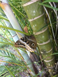 Papillon oeil de boeuf - EJL- Panama